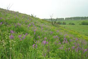 остепнёный склон долины реки Прони